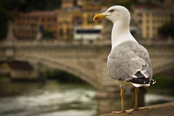 gabbiano su ponte romano