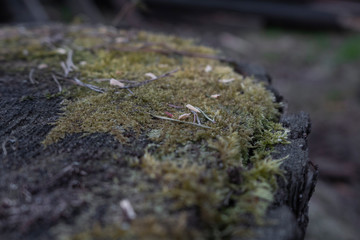 moss grows on a stump