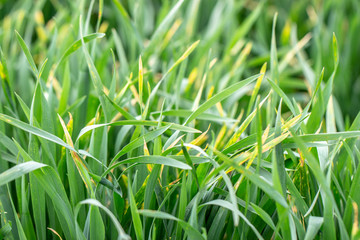 Wheat shoots with septoria. Crop loss due to plant diseases