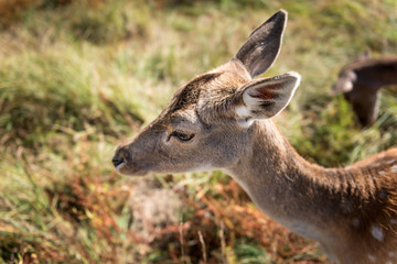 portrait of a deer