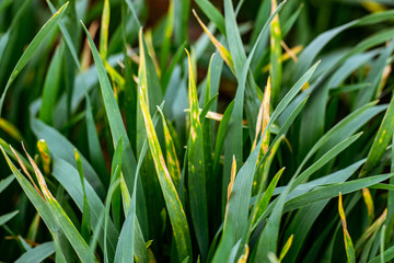 Wheat shoots with septoria. Crop loss due to plant diseases