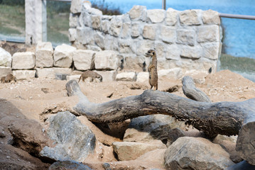meerkat sitting on rock