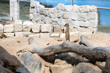 meerkat sitting on rock