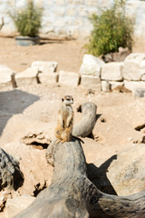 meerkat sitting on rock