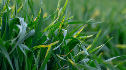 Wheat shoots with septoria. Crop loss due to plant diseases