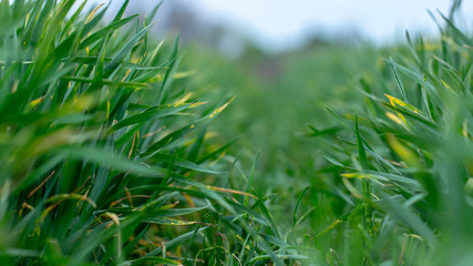 Wheat shoots with septoria. Crop loss due to plant diseases