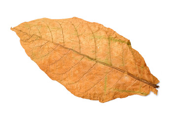 dry leaf tobacco closeup on the white background