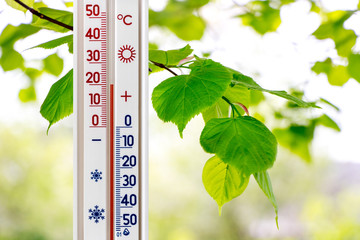 Thermometer on the background of branches of linden with bright green leaves shows 20 degrees of heat_