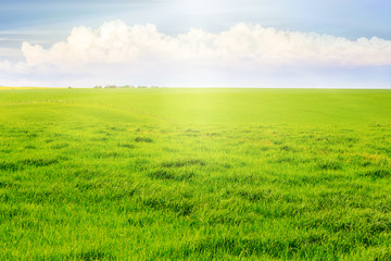 Field with green grass, flooded with sunlight. Light white clouds over a meadow with green grass_