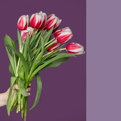 design for greeting cards. hand with  bouquet of flowers. Tulips on a purple background. Gentle  gift for  womens day and mothers day. Copy space
