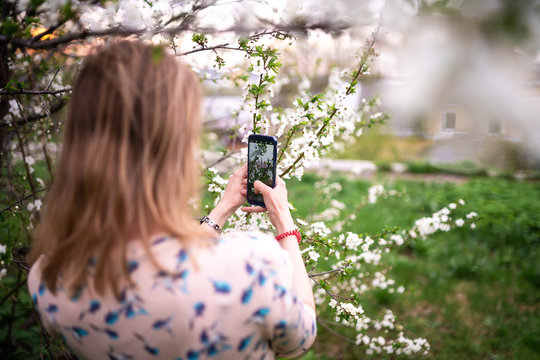 Girl shoots on a smartphone bushes blossoming white cherry at sunset. Close-up