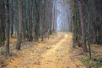 Road in the autumn forest among dry pine trees_