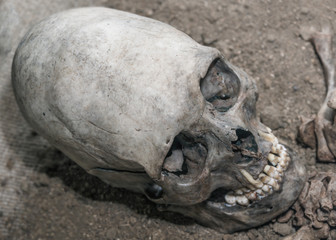 the old prehistoric skull of an alien. egg-like shape of the head. historical site, Science UFO, Zone 51