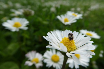 Obraz premium White spring flowers on the meadow with tiny bug on one of them