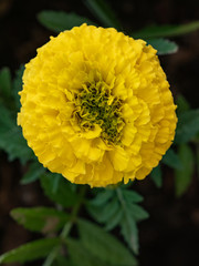 Close up of beautiful Marigold flower ( Mexican, Aztec or African marigold) in the garden