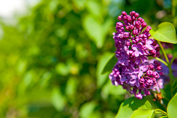 Lilac flower in the garden