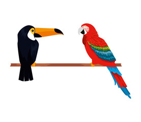 tropical and exotic parrot with toucan