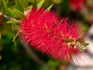 Callistemon citrinus plant with green and red leaves citrius.