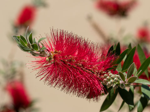 รูปภาพCitrius – เลือกดูภาพถ่ายสต็อก เวกเตอร์ และวิดีโอ97 | Adobe Stock