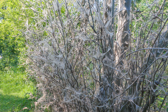  Ein gro&szlig;es Nest vom Eichen-Prozessionsspinner im Baum