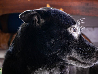 Dog wearing glasses white eye,Home,Bangkok,Thailand