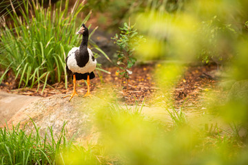 Magpie Goose out in nature