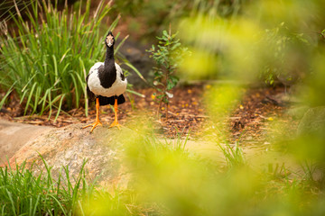 Magpie Goose out in nature