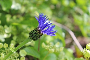 Purple flower