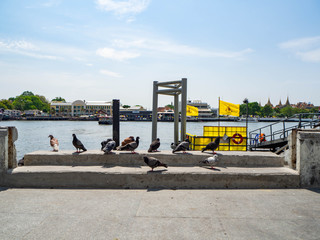 The flock of birds stood along the river,Bangkok,Thailand