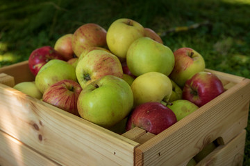 fresh organic apples 