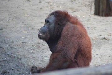orang outan et son bébé dans son enclos