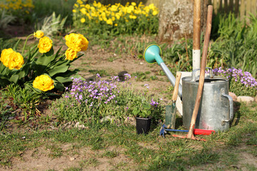 seedlings and garden tools in a flower bed in the yard. improvement and care for a flower garden