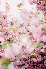  Sakura blooming pink tree