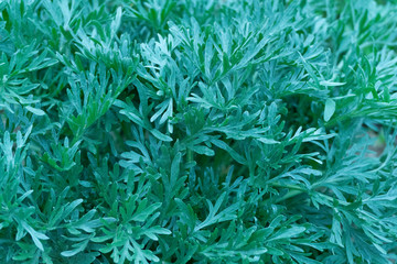 Close up shot of Artemísia absínthium or wormwood. The plant is also called grand wormwood, absinthe, absinthium, absinthe wormwood. Ornamental plant pattern. Nature background texture.