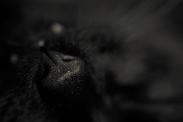 Close up black cat nose. Macro muzzle detail. Shallow depth of field. Selective focus.