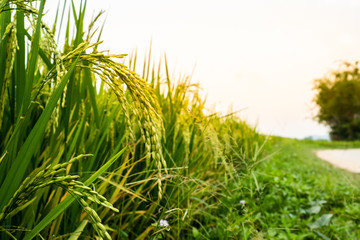The rice fields are on the side of the road