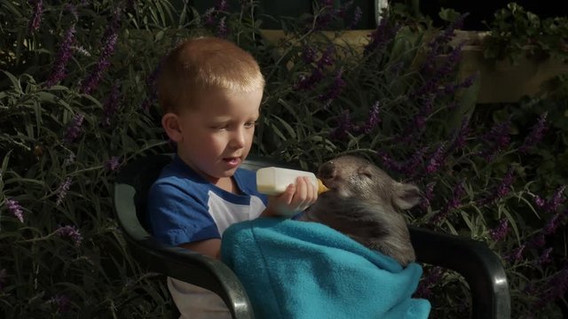 Small child feeding a joey hairy nose wombat. Cute native animal is thirsty and drinks the bottle of milk down fast. STATIC SHOT.