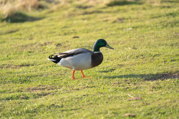 Mallard Duck Male 