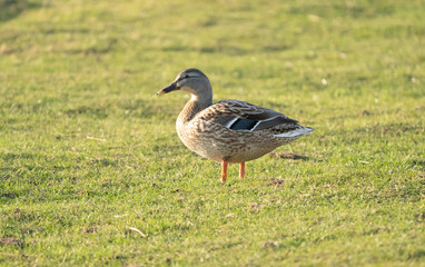 Mallard Duck