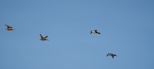 Ducks in Flight