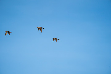 Ducks in Flight
