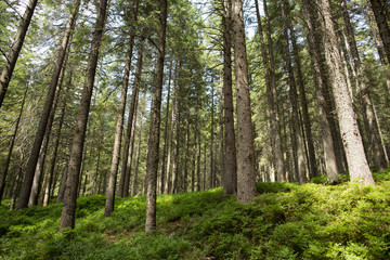 Fototapeta na wymiar trees in the green forest