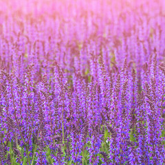 Fototapeta premium Close up photo with purple flowers. Summer season floral background. Beautiful violet flower bed.