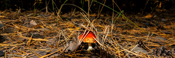 mushroom amanita on the background of fallen leaves in a pine forest.