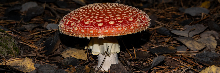 mushroom amanita on the background of fallen leaves in a pine forest.