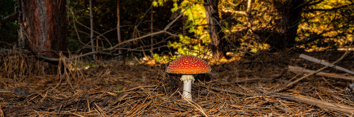 mushroom amanita on the background of fallen leaves in a pine forest.