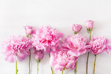 beautiful pink peony flower background © Olga Miltsova