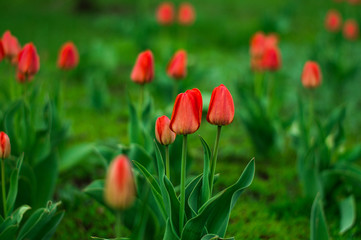 red tulips in the garden