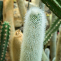 Cactus white planted in a botanical garden.