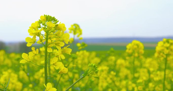 Beautiful blooming rapeseed plants - sequence - ProRes